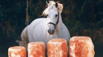 Animal Lick and Salt Decoratives