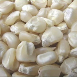 White Dry Corn Kernal Dried Maize Dry White Corn with Competitive Price