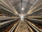 Battery Cage Laying Hen Equipment for Poultry Farming
