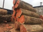 Bubinga timber wood logs : Quality Hardwood Log / Ebony wood log /Teak Wood - Round Logs
