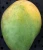 Import All types of Mangoes from Pakistan