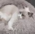 Import pet beds dog cat from Kazakhstan