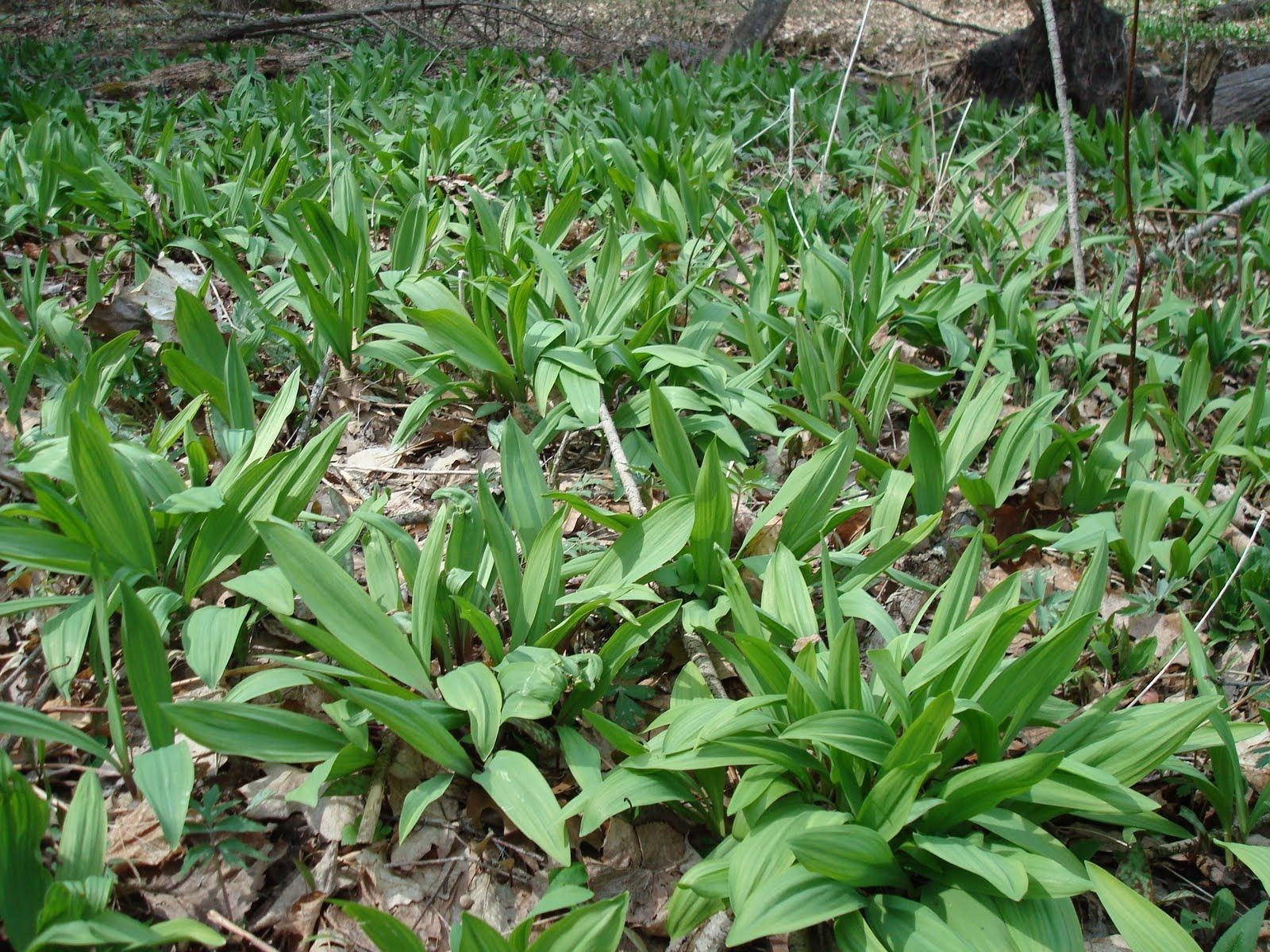 Where To Buy Wild Leeks