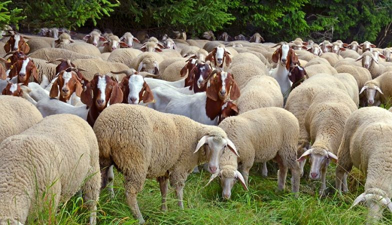 Buy Livestock Sheep And Goats Premium Quality from Bright Future ...