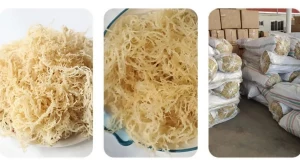 Sea Moss Dried For Food  Natural Good Price