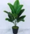 Import 18 turtle back leaves + 18 traveler bananas, (made of adhesive tape) from China