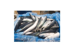 Best quality Dried anchovy High Quality Dried Anchovy, Anchovies