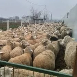 We have live sheep ( Shipped by plane )  , 5 pieces of frozen sheep , sheep tail ( fat ) frozen from georgia, moghulistan