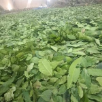 I have dried bay leaves in Georgia, of the best quality, unlimited quantity,