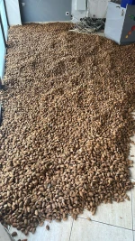 Dry Almonds Texas and Ferragnes Varieties