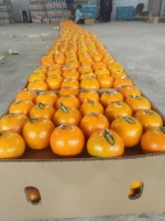 Pakistan Fresh Citrus Fruit Suppliers and Wholesalers