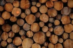 Premium Sitka Spruce Logs Bulk Supply High Quality Timber