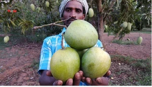 All types of Mangoes
