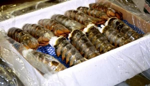 Quality Frozen Lobster Tails, Frozen Lobsters, Frozen Shrimps