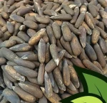 Black pine nuts