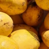 Premium Brazilian Mango Variety Pack Including Ataulfo Mango, Kent Mango, Keitt Mango, Palmer Palmer and Tommy Atkins