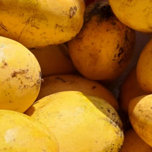 Premium Brazilian Mango Variety Pack Including Ataulfo Mango, Kent Mango, Keitt Mango, Palmer Palmer and Tommy Atkins