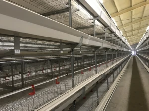 H type broiler battery cage