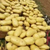 Food Chain Top Quality Farm Fresh Potatoes