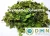 Import Gymnema Sylvestre leaves and T-Cuts (Sugar destroyer) from India