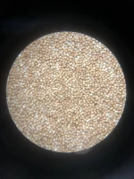 Competitive Price Artemia Cysts for Shrimp Farming