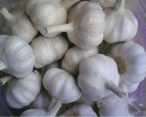 Chinese new crop fresh garlic