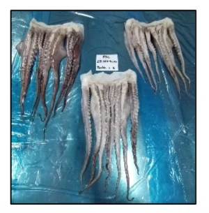 Premium Peruvian Giant Squid Tentacles