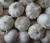 Import Chinese new crop fresh garlic from China