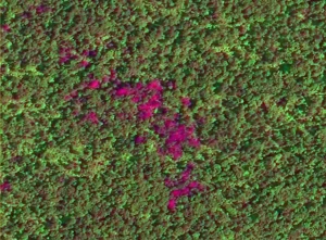 REMOTE SENSING IN FORESTRY