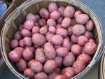 Freshly harvested Red Potatoes delivery