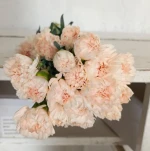 clavel / carnation