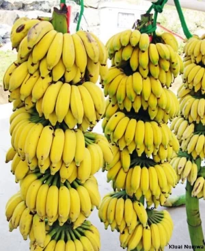 Fresh Bananas At Wholesale Price