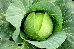 100% Fresh Green Cabbage
