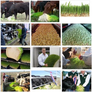 1000kg/day automatic hydroponic barley fodder grass seeds for sale