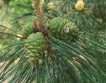 1kg Outdoors Landscape trees Pinus Tabulaeformis Seeds