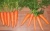 Import 2018 new season market price sale  of  fresh carrot from China