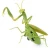 Import 2020 New Arrival Infrared Remote Control Insect Toy Realistic Plastic Mantis RC Animal Toys for Kids from China