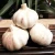 Import 2020 New Crop Good Quality Fresh Garlic from China