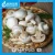 Import 24/212ml fresh Canned Whole Mushroom in cans 184G X 24 DW115G from China