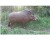Import 3D Hunting Targets Self Healing Foam Large Boar Target with Replaceable Core from USA