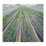 Agricultural Plastic Products Black Mulching Mulch Agriculture Invernadero