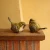 Import American country sweet garden bird decoration home resin decoration wedding Christmas decoration from China