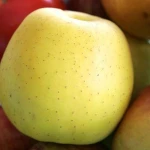 Apple Quality Fresh Apples all types