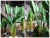 Import Artificial Banana Leaves real touch latex leaf from China