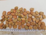 Best Selling Beans Pulses Bulk Packaging Air Drying Broad Beans with 2 Years Shelf Life
