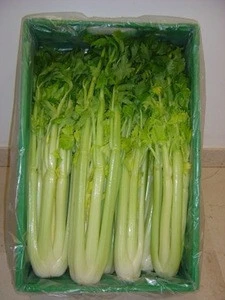 Bio Celery