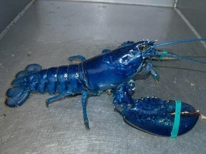 Blue/European Lobster (Homarus gammarus)) landed and caught from British Seas - supplied live