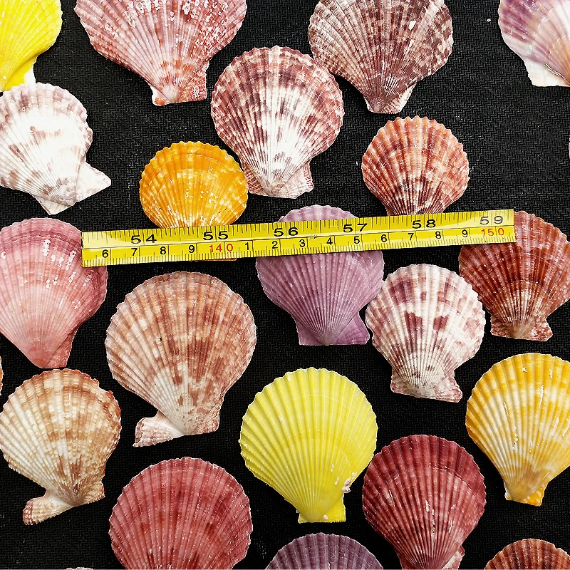 Bulk Price for Sea Shell,Colorful seashells