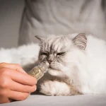 Catnip Wholesale Organic Catnip Natural Herb Plant Leaf Dried Catnip. Fresh and Potent blend with Valerian and PaloSanto.