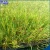 Import China Factory Price Supply Thick and Soft Garden Artificial  Grass Carpet/ Synthetic Grass Turf  in Low Cost with Free Sample from China